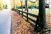 F_Fence in autumn.jpg (100037 bytes)