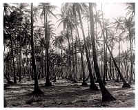 Palm Trees in Mayaro.jpg (177588 bytes)