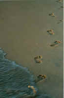 TFootprints in the sand.jpg (43314 bytes)