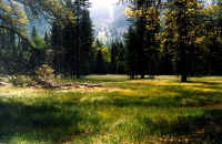 Y_Yosemite 1.jpg (95249 bytes)