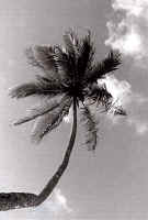 Maracas palm tree.jpg (111305 bytes)